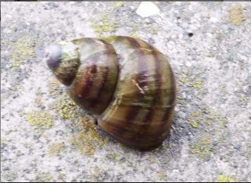 gasteropode di lago